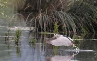 La réserve naturelle du Creux de Terre à Chavornay