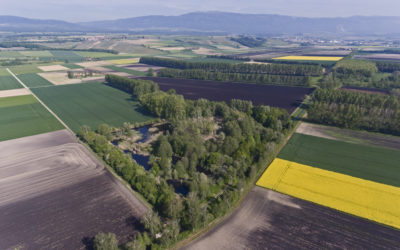 Entwässerung und Entwicklung der Landwirtschaft der Orbe-Ebene